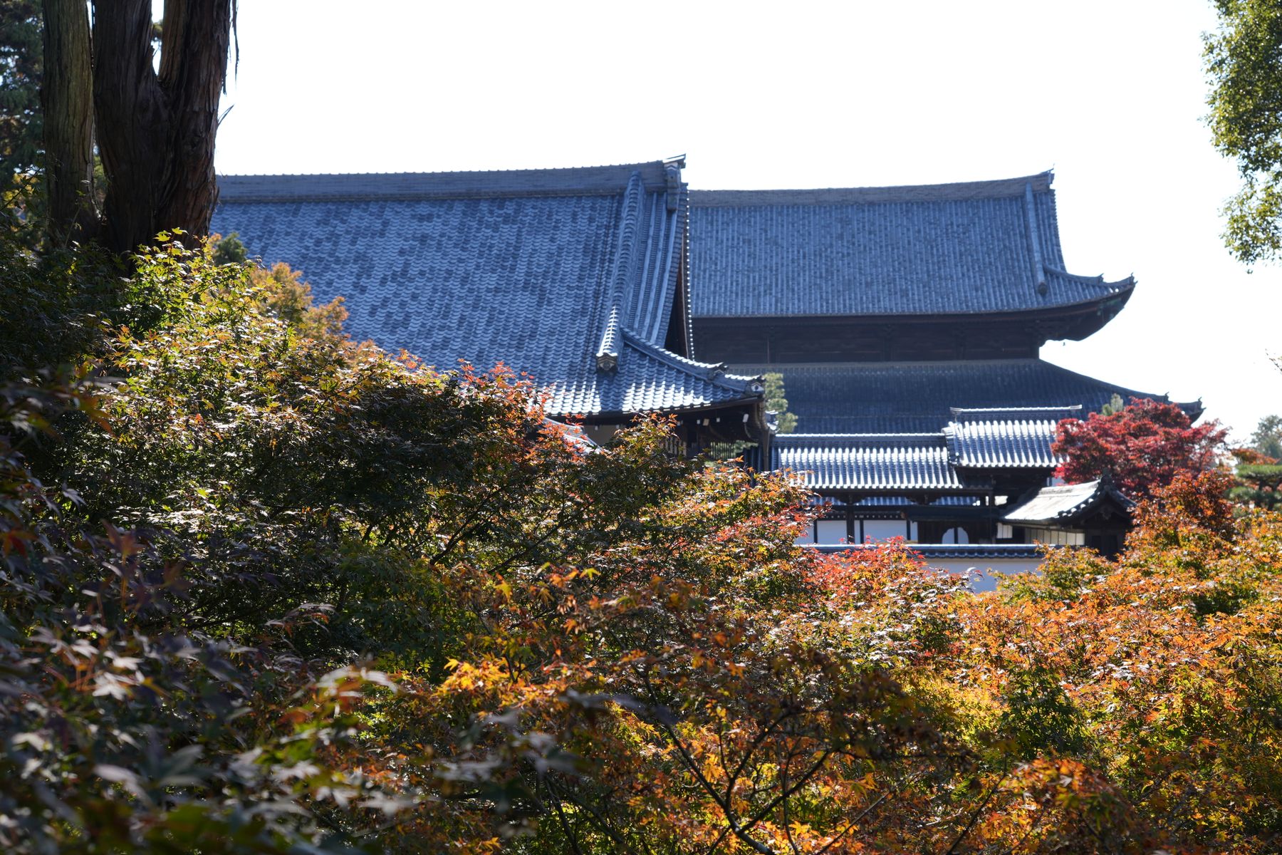 A Kyoto temple surrounded by red autumn maple