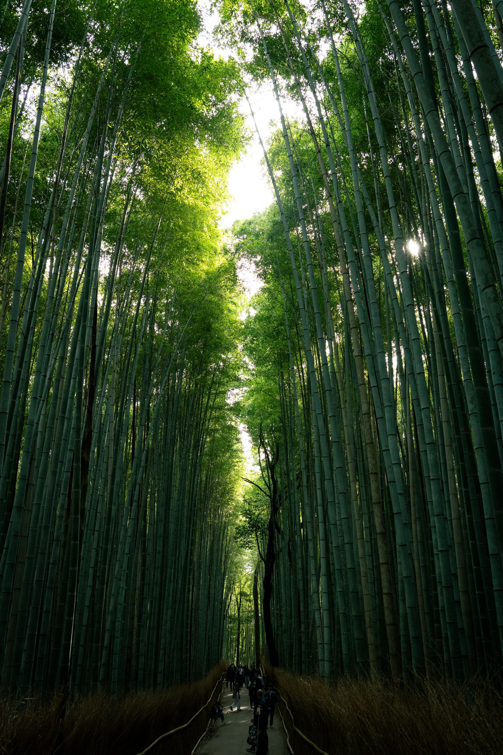 The Arashiyama bamboo grove in Kyoto