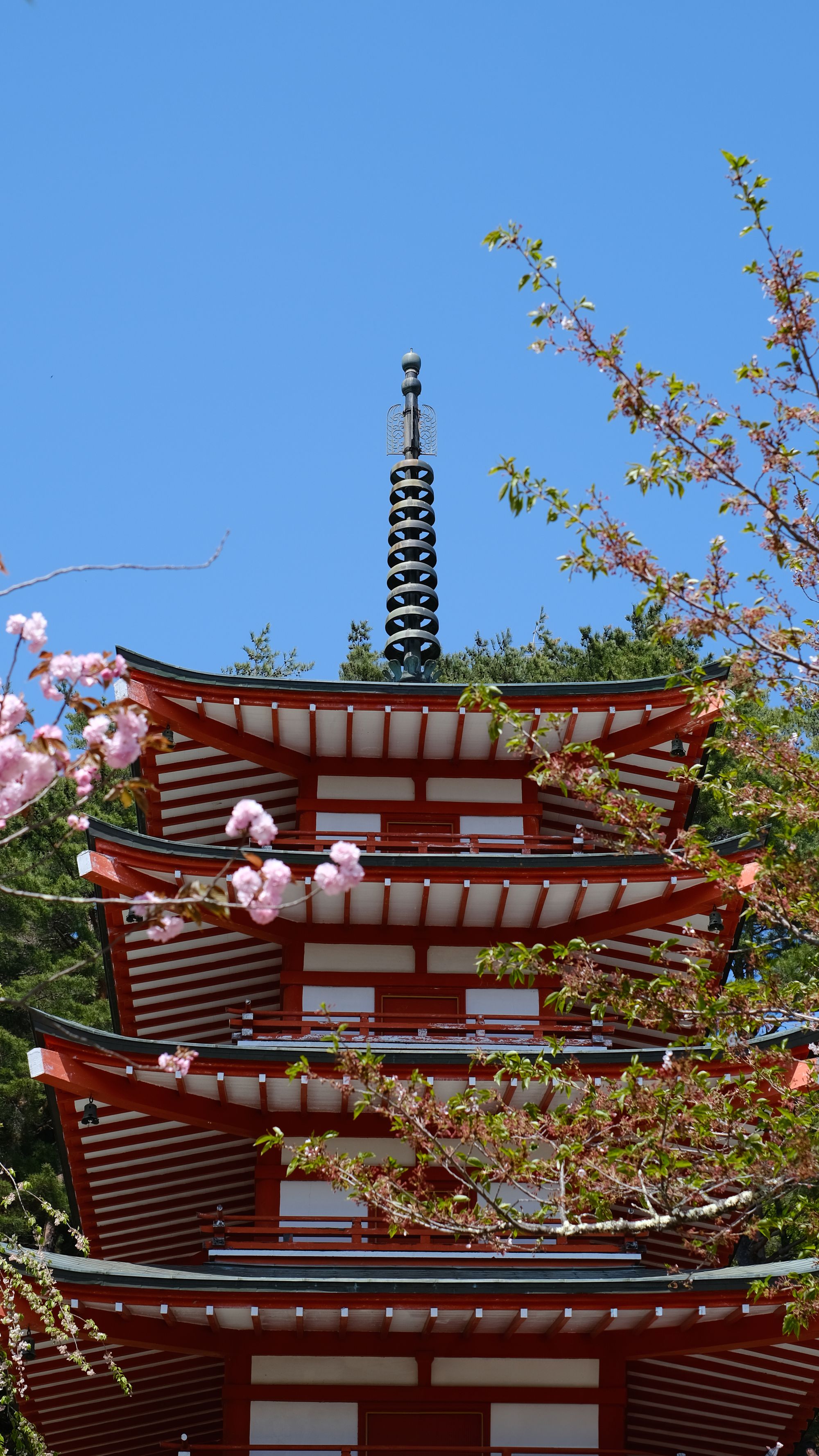 Chureito Pagoda framed by cherry blossoms with Mount Fuji beyond