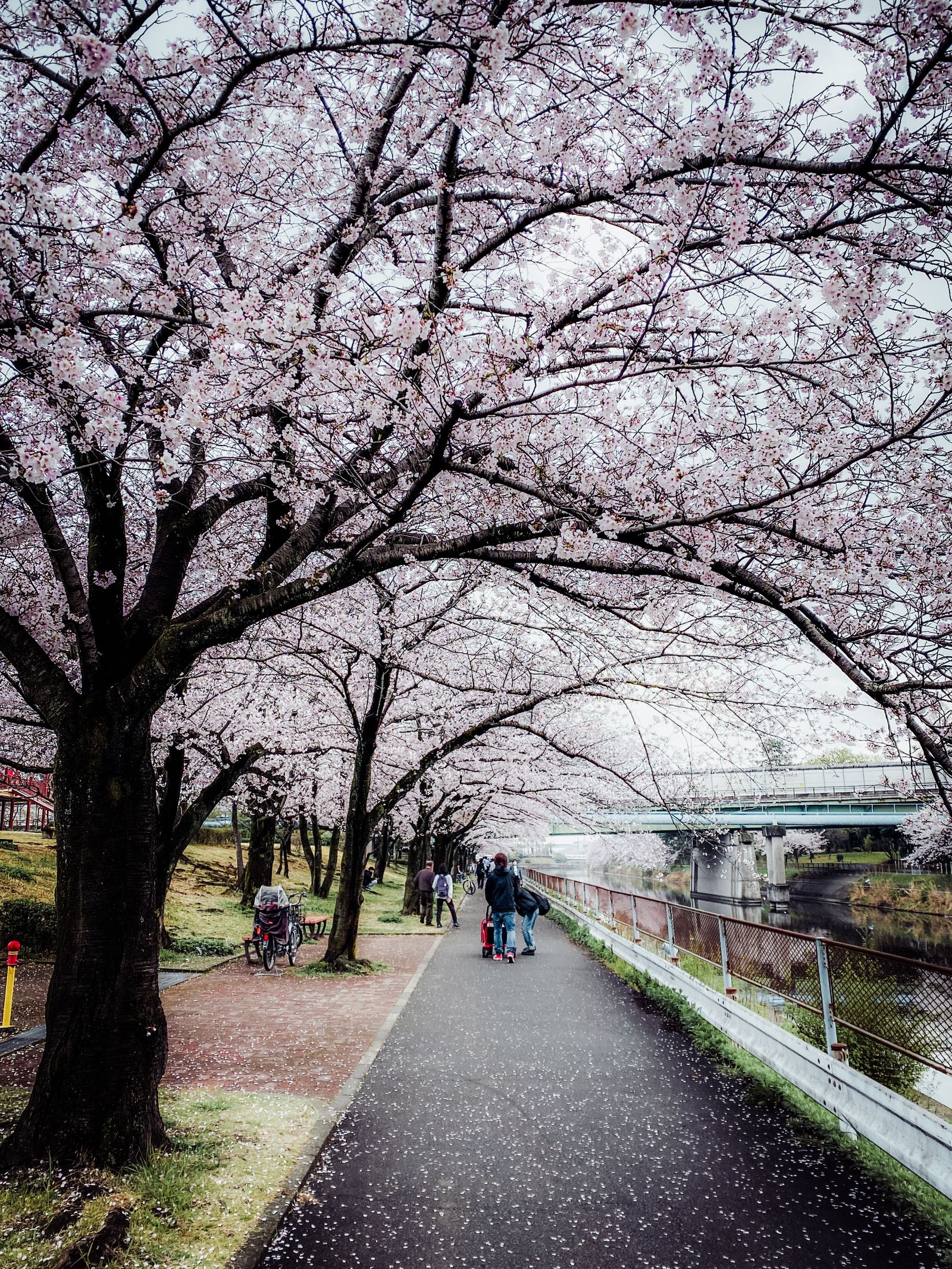 Cherry blossoms in full bloom along a Nagoya riverside path