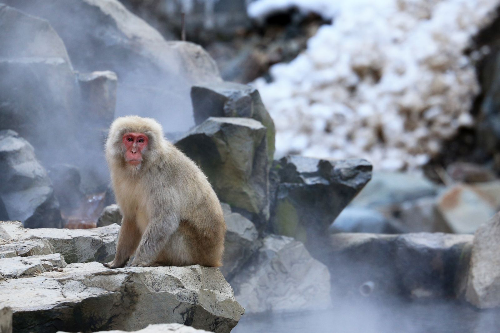 A Japanese macaque soaking in a steaming hot spring
